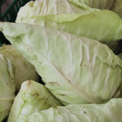 Kapusta biela Filderkraut - Brassica oleracea - semená - 150 ks