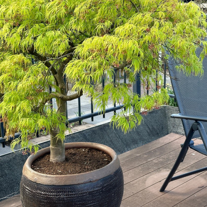 Javor japonský zelený - Acer palmatum - semená - 5 ks