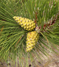 Borovica čierna - Pinus nigra - semená - 4 ks