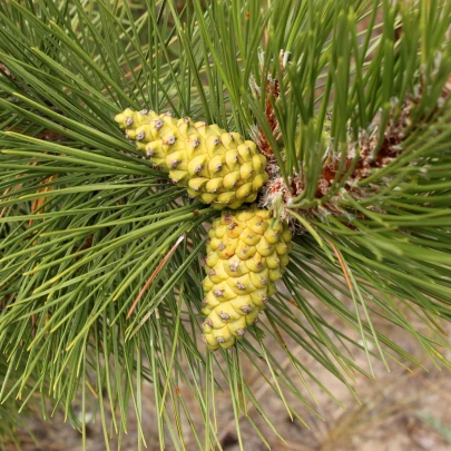 Borovica čierna - Pinus nigra - semená - 4 ks