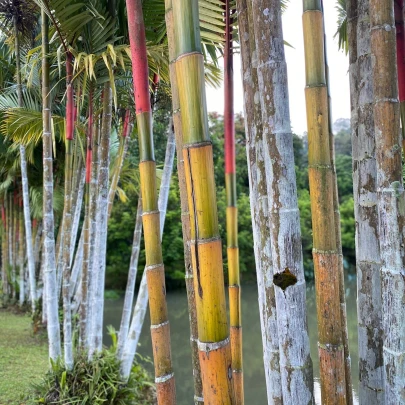 Kráľ bambusov - Phyllostachys edulis - semená - 3 ks