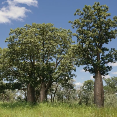 Austrálsky baobab - Adansonia gregorii - semená baobabu - 3 ks