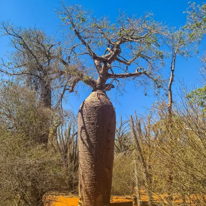 Baobab Fony - Adansonia fony - semená - 2 ks