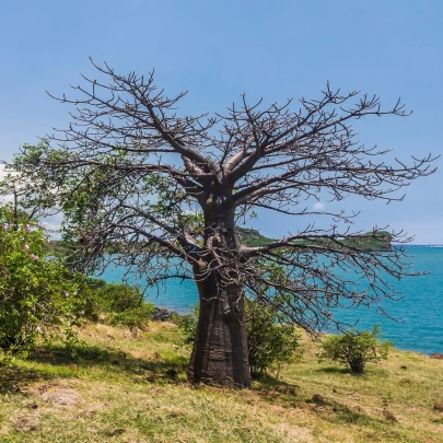 Baobab suarézsky - Adansonia suarezensis - semená - 2 ks