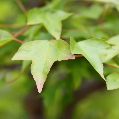 Javor Bürgerov - Acer buergeranum - semená - 5 ks