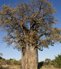 Baobab africký - Adansonia digitata - semená - 3 ks