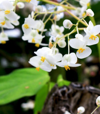 Bublinatka orchidoidná - Utricularia alpina - semená - 10 ks