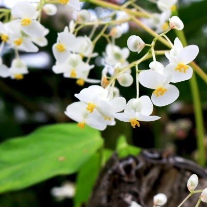 Bublinatka orchidoidná - Utricularia alpina - semená - 10 ks