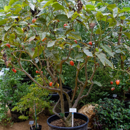 Paradajkový strom - Cyphomandra betacea - semená - 5 ks