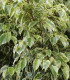 Fikus Benjamín - Ficus Benjamina - semená - 4 ks