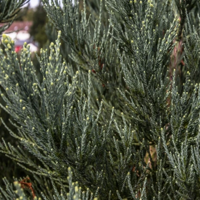 Sekvojovec obrovský - Sequoiadendron giganteum - semená - 5 ks