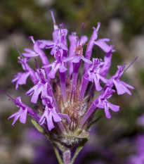 Materina dúška dlhokvetá - Thymus longiflorus - semená - 50 ks