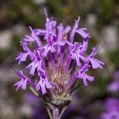 Materina dúška dlhokvetá - Thymus longiflorus - semená - 50 ks