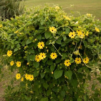 Čiernooká Zuzana - Thunbergia alata - semená - 12 ks