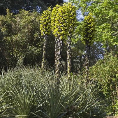 Puja - Puya Chilensis - semená - 5 ks