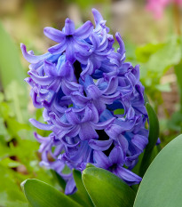 Hyacint Crystal Palace - Hyacinthus - cibuľoviny - 1 ks