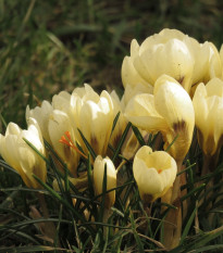 Krókus Cream beauty - Crocus - cibuľoviny - 3 ks