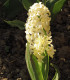 Hyacint Gipsy Princess - Hyacinthus - cibuľoviny - 1 ks