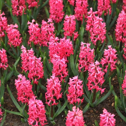 Hyacint Jan Bos - Hyacinthus - cibuľoviny - 1 ks