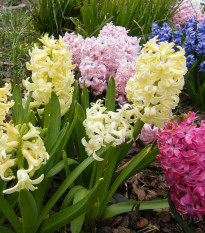 Zmes hyacintov - Hyacinthus - cibuľoviny - 4 ks