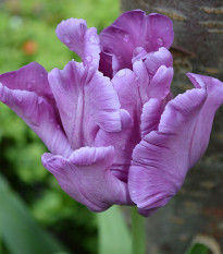 Tulipán Blue Parrot - Tulipa - cibuľoviny - 3 ks