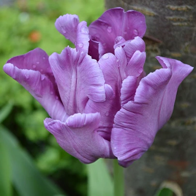 Tulipán Blue Parrot - Tulipa - cibuľoviny - 3 ks