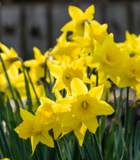 Narcis Quail - Narcissus - cibuľoviny - 3 ks