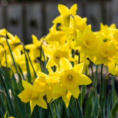 Narcis Quail - Narcissus - cibuľoviny - 3 ks