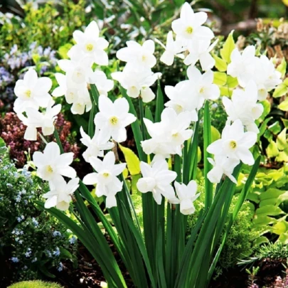 Narcis Silver Bouquet - Narcissus - cibuľoviny - 3 ks