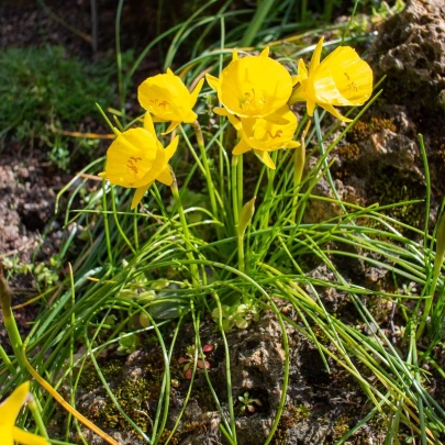 Narcis Golden bells - Narcissus bulbocodium - cibuľoviny - 3 ks