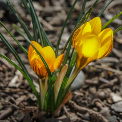 Krókus Golden Yellow  - Crocus vernus - cibuľoviny - 3 ks