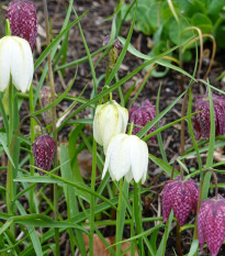 Korunkovka strakatá - Fritillaria meleagris - cibuľoviny - 3 ks