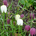 Korunkovka strakatá - Fritillaria meleagris - cibuľoviny - 3 ks