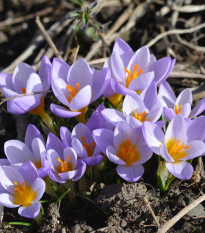 Krókus Firefly - Crocus sieberi - cibuľoviny - 3 ks