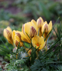 Krókus Gipsy Girl - Crocus chrysanthus - cibuľoviny - 3 ks