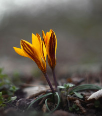 Krókus širokolistý - Crocus angustifolius  - cibuľoviny - 3 ks