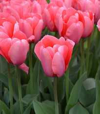 Tulipán Pink Impression - Tulipa - cibuľoviny - 3 ks