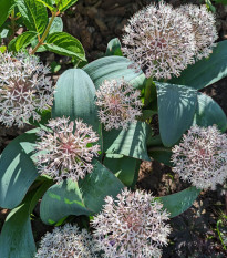 Cesnak Ivory Queen - Allium - cibuľoviny - 3 ks