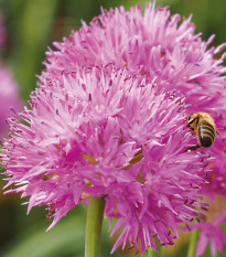 Cesnak Carolinianum - Allium - cibuľoviny - 3 ks