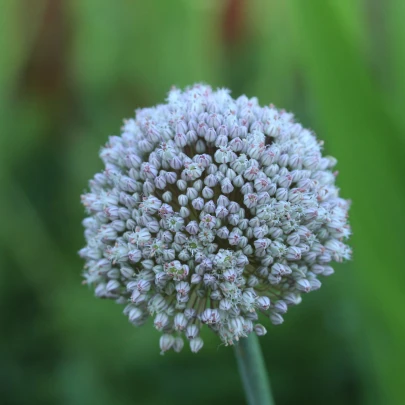 Cesnak white Cloud - Allium - cibuľoviny - 3 ks