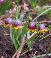 Korunkovka Michailovskyi - Fritillaria michailovskyi - cibuľoviny - 3 ks