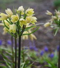 Korunkovka Raddeana - Fritillaria raddeana - cibuľoviny - 1 ks