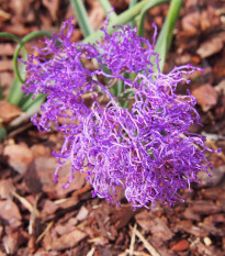 Modrica Plumosum - Muscari comusum - cibuľoviny - 5 ks