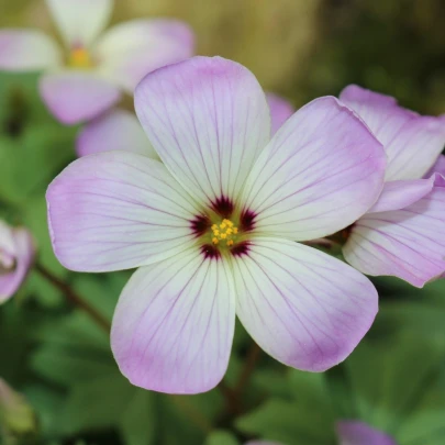 Šťaveľ žľaznatolistý - Oxalis adenophylla - cibuľoviny - 1 ks