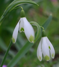 Snežienka viridi-apice - Galanthus nivalis - cibuľoviny - 3 ks