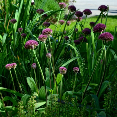 Cesnak Ostara - Allium - cibuľoviny - 3 ks