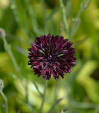 Nevädza čierna - Centaurea cyanus - semená - 50 ks