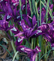 Kosatec sieťkovaný Pauline - Iris reticulata - cibuľoviny - 3 ks