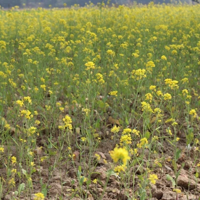 BIO Horčica čierna - Brassica nigra - bio semená - 60 ks