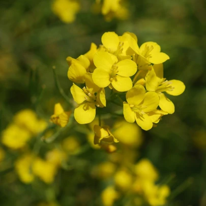 BIO Horčica čierna - Brassica nigra - bio semená - 60 ks